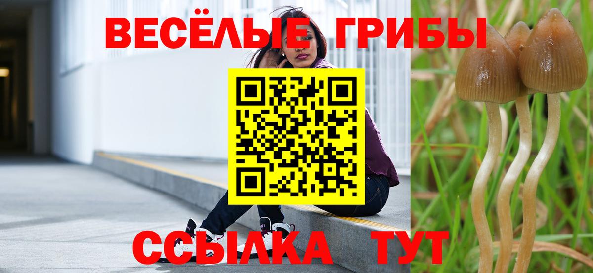 Звенигород  Галлюциногенные грибы Cubensis  Вход с VPN 